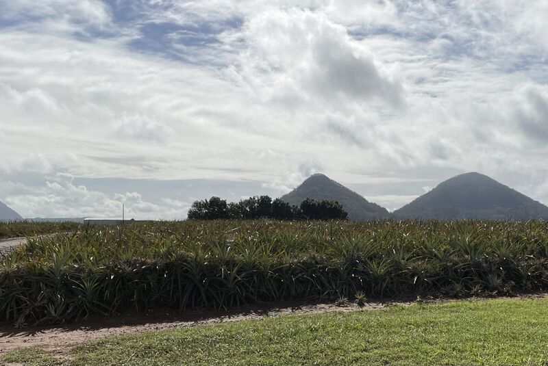 Pineapple fields in Queensland with volcanic peaks behind