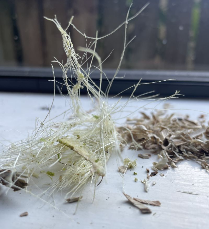 Separated pineapple leaf fibres on a bench