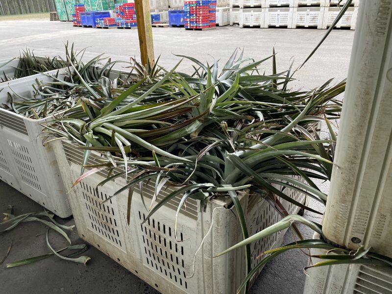 Bins of harvested pineapple leaves ready for processing